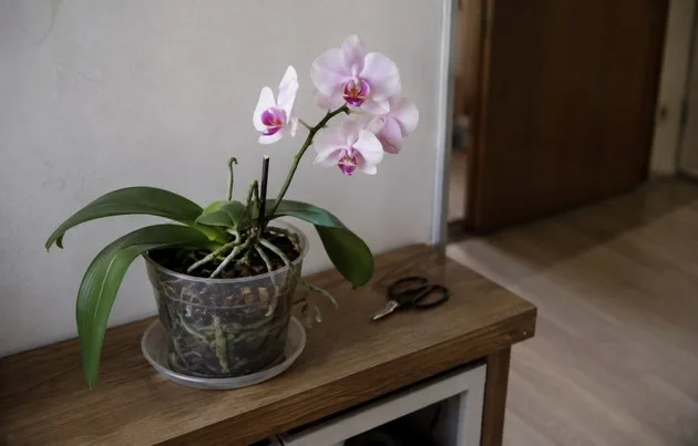 Orquídea florida em apartamento pequeno após poda da haste