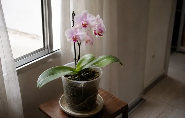 Orquídea em vaso transparente perto de janela com luz indireta em apartamento